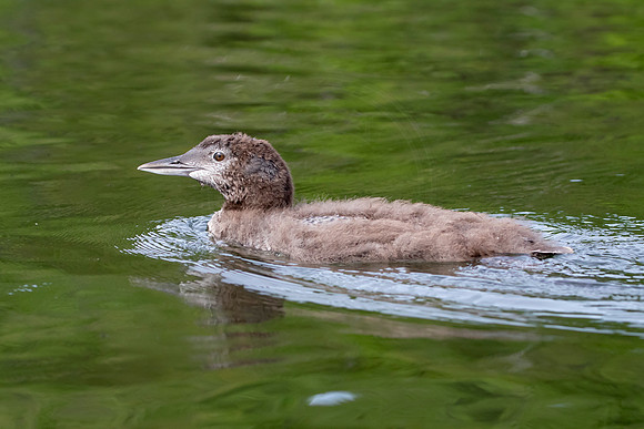 11 loon baby (IMG_1961) July 24, 2021