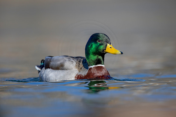 238 mallard (AF3A3639) March 13, 2021