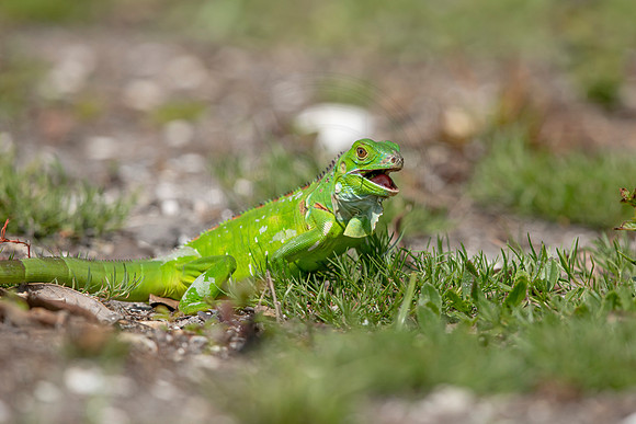 368 iguana (6F3A8385) April 15, 2021