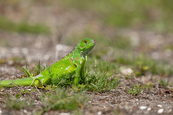 364 iguana (6F3A8373) April 15, 2021