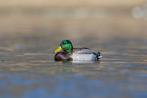 240 mallard (AF3A3654) March 13, 2021