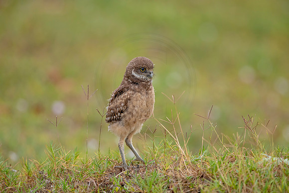 28 burrowing owl kid (6F3A8665) April 19, 2021