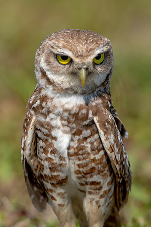 940 burrowing owl (6F3A2577) April 17, 2021