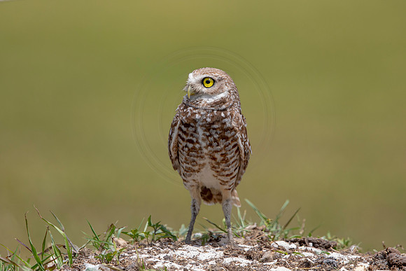 772 burrowing owl (6F3A1650) April 17, 2021