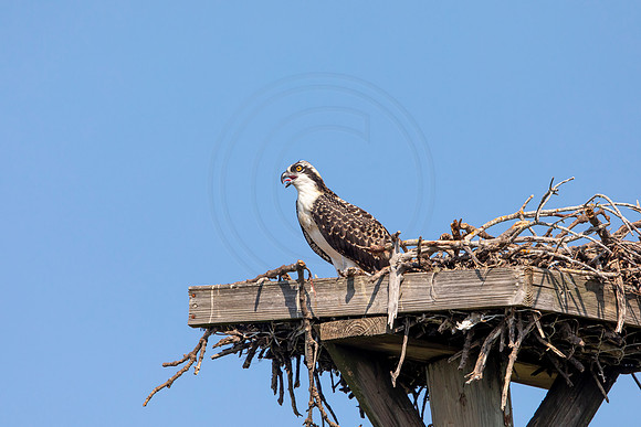 141 osprey (6F3A6530) April 15, 2021