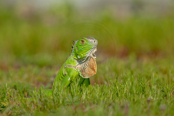 488 iguana (6F3A9049) April 15, 2021