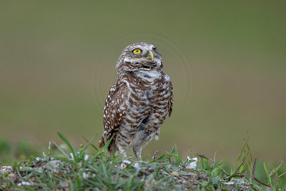 658 burrowing owl (6F3A0899) April 17, 2021