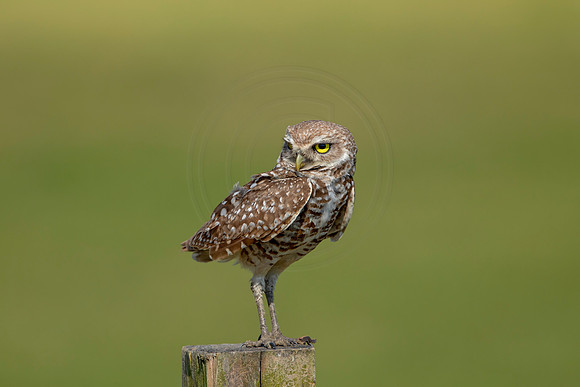 900 burrowing owl (6F3A2384) April 17, 2021