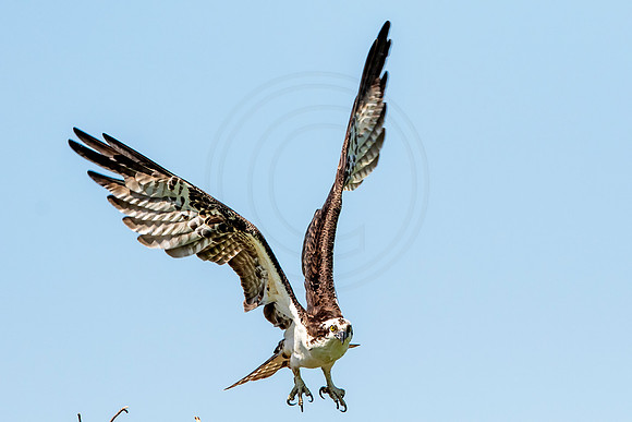 Osprey in Crown Point