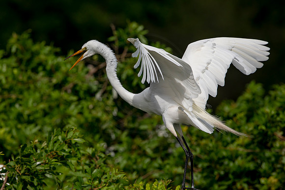 1125 egrets (6F3A4263) April 18, 2021