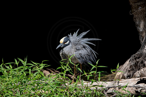 547 night heron (6F3A9691) April 16, 2021