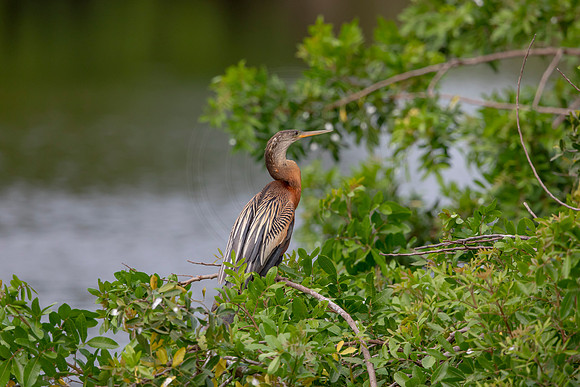 1128 anhinga (6F3A4281) April 18, 2021