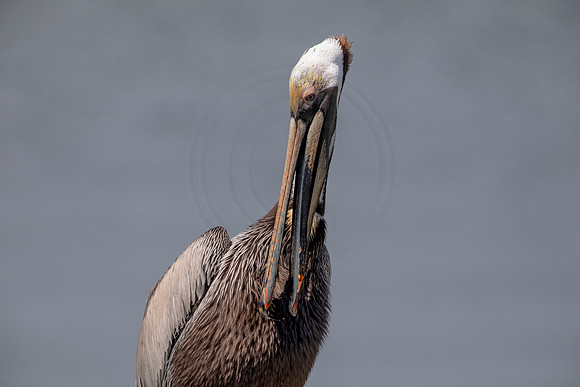401 pelican (6F3A8569) April 15, 2021