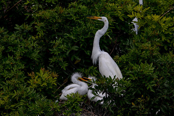 1114 egrets (6F3A4165) April 18, 2021