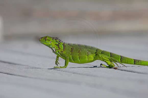 525 iguana (6F3A9220) April 15, 2021