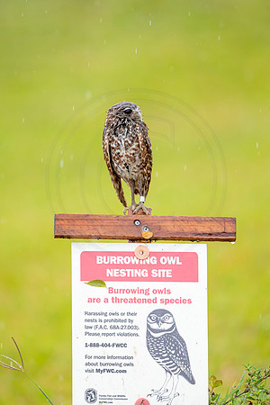 32 burrowing owl (6F3A9592) April 20, 2021