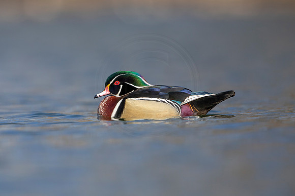 218 wood duck (AF3A3581) March 13, 2021