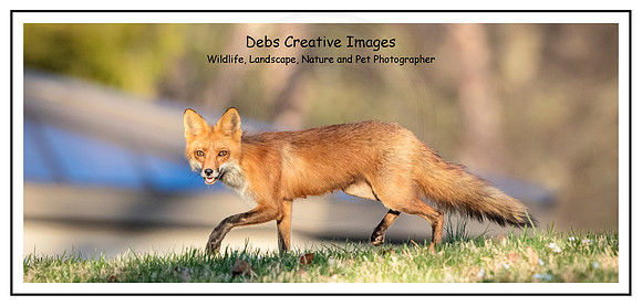 Red Fox in the Hudson Valley