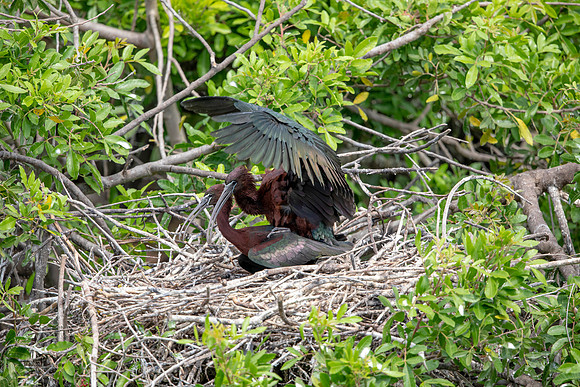 21 glossy ibis mating (6F3A4684) April 18, 2021