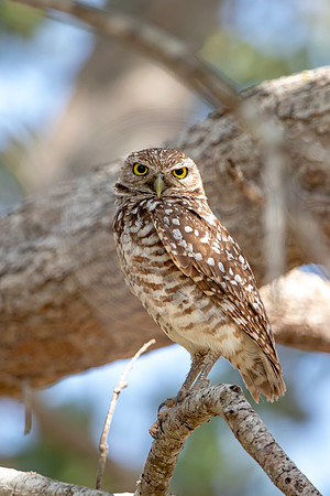 649 burrowing owl (6F3A0763) April 17, 2021