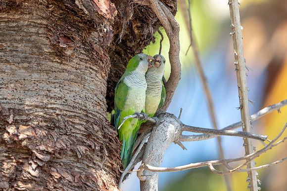 1201 monk parakeet (6F3A5127) April 18, 2021