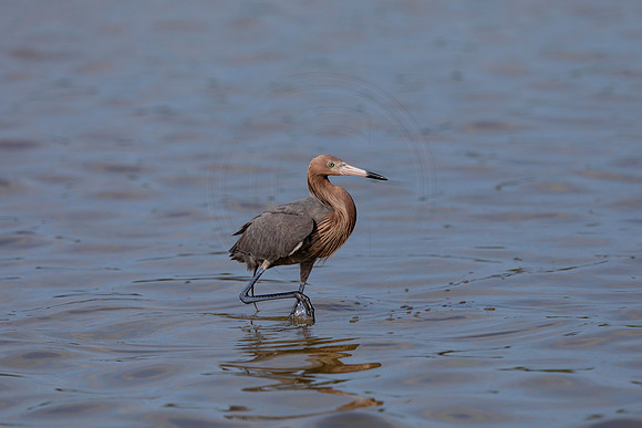 5 reddish egret (6F3A6109) April 15, 2021