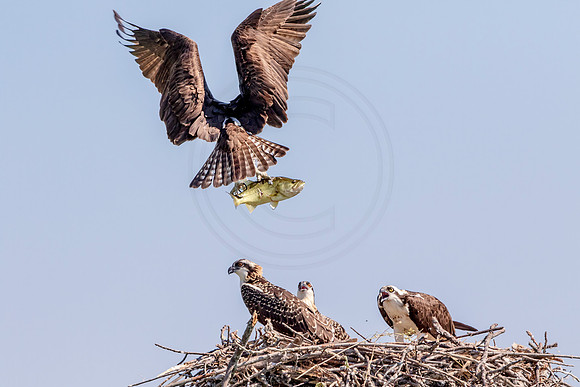 Osprey in Crown Point