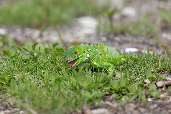353 iguana (6F3A8326) April 15, 2021