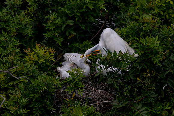 1117 egrets (6F3A4189) April 18, 2021