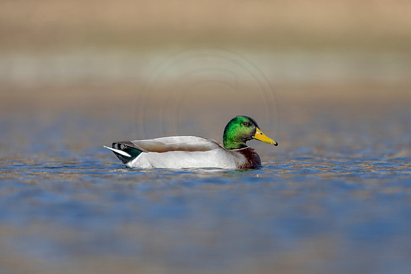 226 mallard (AF3A3611) March 13, 2021