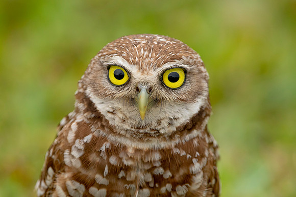 41 burrowing owl (6F3A2518) April 21, 2021