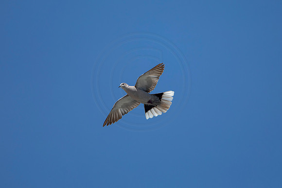 1187 white-winged dove (6F3A4945) April 18, 2021
