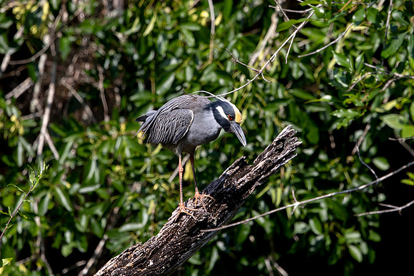 545 night heron (6F3A9665) April 16, 2021