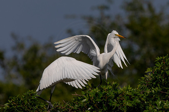 1048 egret (6F3A3610) April 18, 2021
