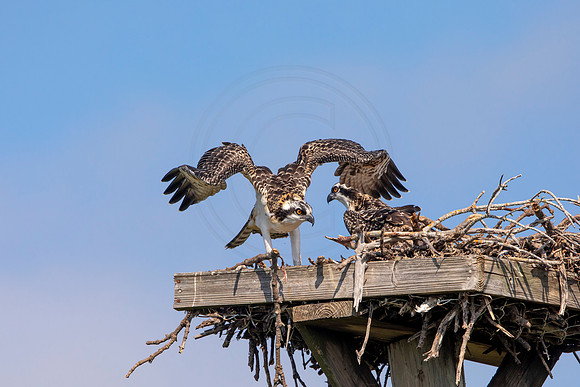128 osprey (6F3A6482) April 15, 2021