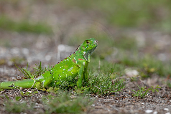 362 iguana (6F3A8369) April 15, 2021