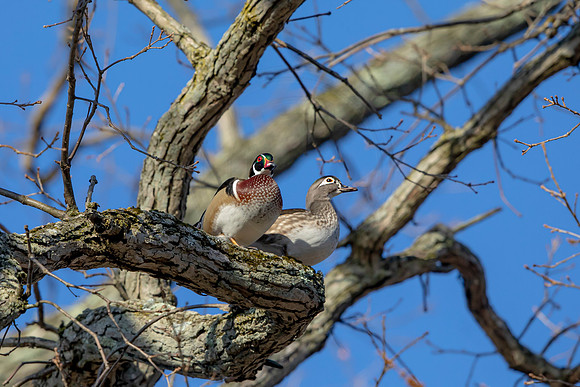 263 wood ducks (AF3A4353) March 20, 2021