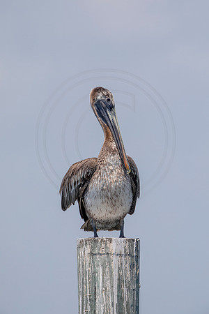 280 pelican (6F3A7795) April 15, 2021