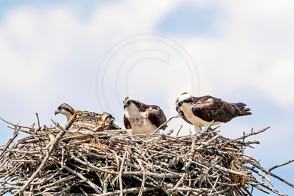 Osprey in Crown Point