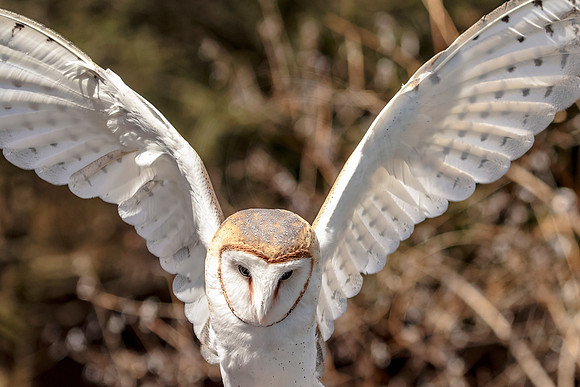 Barn Owl at Wild Mountain Birds