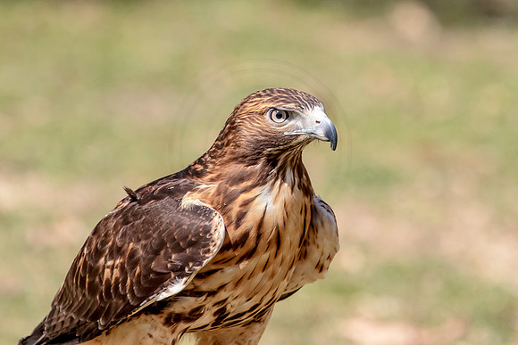 Red Tailed Hawk at Wild Mountain Birds