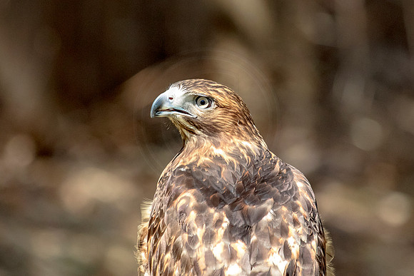 Red Tailed Hawk at Wild Mountain Birds