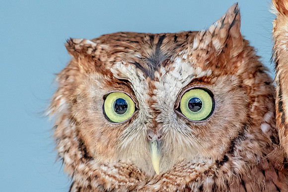 Screech Owl at Wild Mountain Birds
