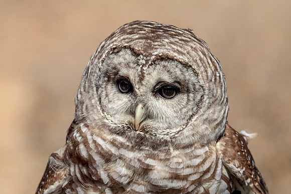 Barred Owl at Wild Mountain Birds