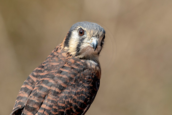 American Kestrel at Wild Mountain Birds