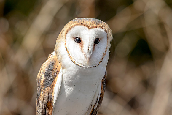 Barn Owl at Wild Mountain Birds