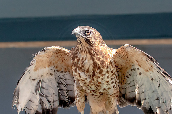 Wild Mountain Birds