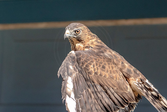 Wild Mountain Birds