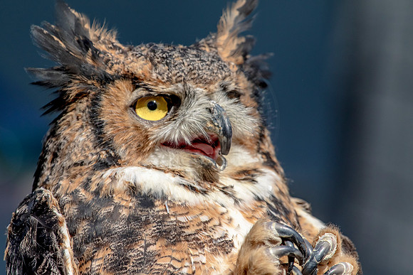 Great Horned Owl at Wild Mountain Birds