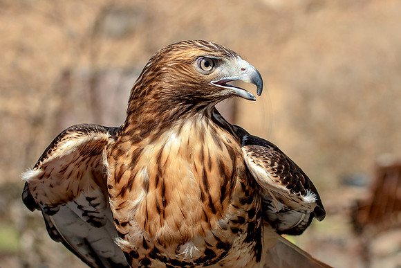 Red Tailed Hawk at Wild Mountain Birds